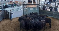 Strong prices at Scone store sale Thursday, September 19, 2025