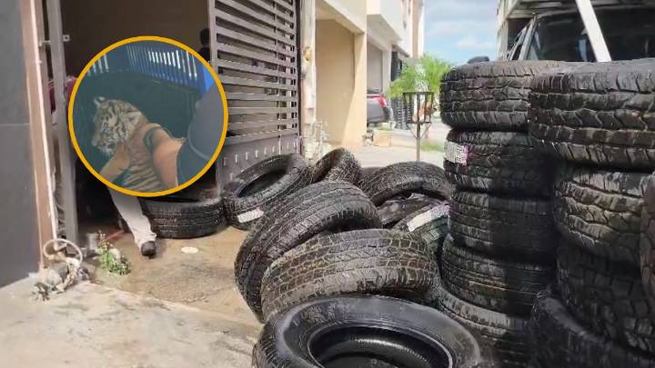 Rescatan a tigre bebé durante operativo por acumulación de llantas en Escobedo