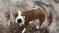 Florida Lost Dog Ends His 50-Mile Journey, Only To Appear At Girl Scout Camp