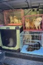 Cheshire Animal Control officer resigns after investigation into pound
