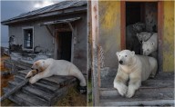 VIDEO: Grupo de osos polares se muda a instalación soviética abandonada