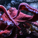 Fans bid farewell to beloved California octopus Ghost as she cares for eggs in final stage of life