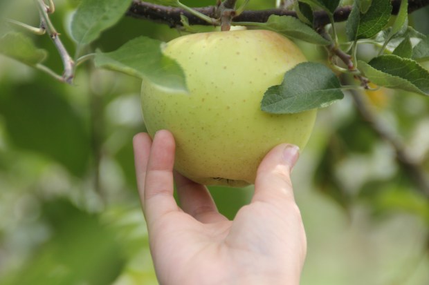 For a real New England fall adventure, check out these apple