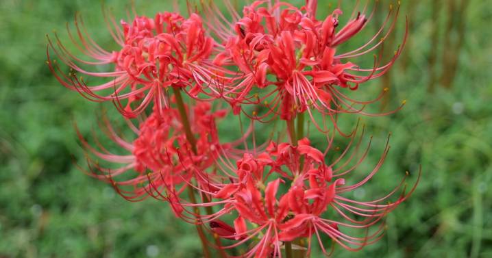 Hurricane lilies are Southern garden heirlooms: Here's something important to know about them