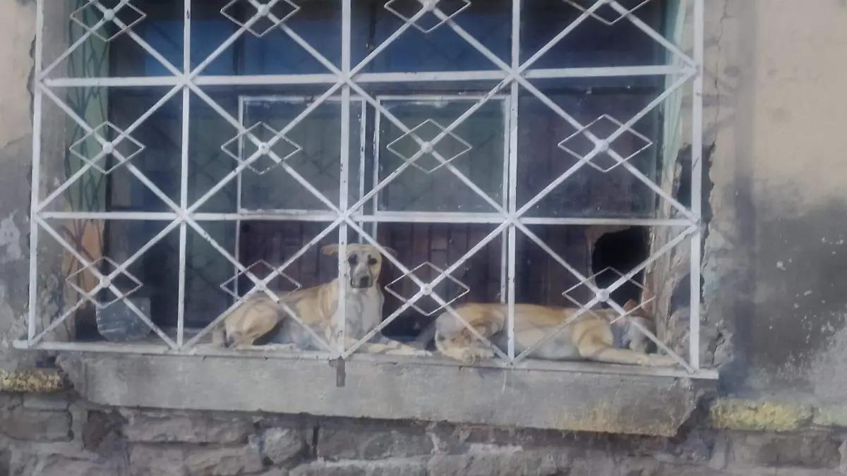 Piden el rescate de al menos 3 perritos encerrados en un domicilio de la colonia San Luis