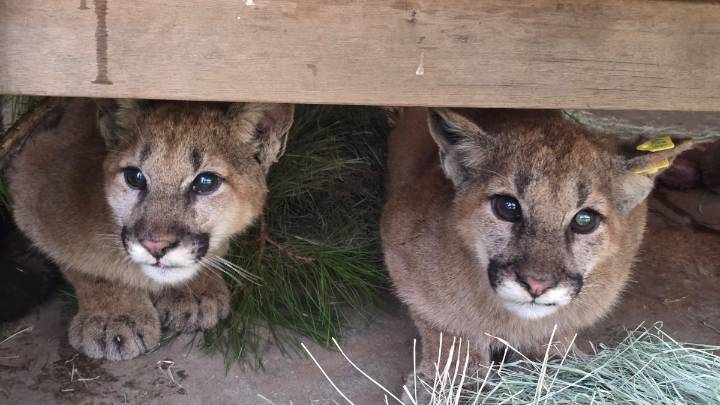 Mountain lion cubs returned to the wild after months of care