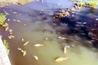 Denuncian mortandad de peces en arroyo en Acuña