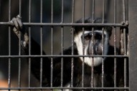 New Jersey man gets 4 years for buying torture videos of monkeys