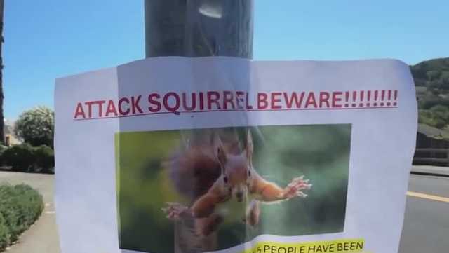 'Get it off me': Aggressive Bay Area squirrel sends at least 2 people to the ER