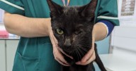 Eight dead cats found inside freezer at filthy Stourbridge home as more rescued