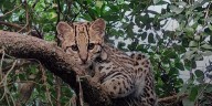 Liberaron a una pequeña hembra de ocelote en el Parque Nacional Iberá: su importancia para el ecosistema