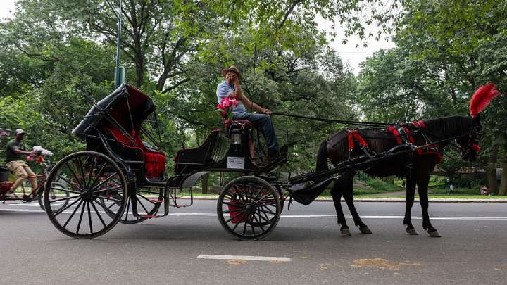 Eric Adams busca prohibir carruajes de caballos en Central Park