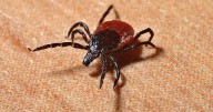 Fallece adolescente por rickettsiosis en Durango; suman cuatro muertes en el año