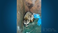 'Trash panda' at it again in Cedar Park, police say