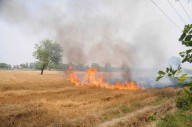 Air quality panel directs Punjab, Haryana to ensure zero stubble-burning during paddy harvest season