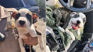 Arizona Truck Driver Notices A Sweet Puppy On The Highway With Something Strange Wrapped Around Her Neck