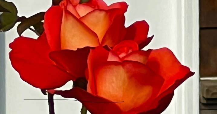This is not a dahlia