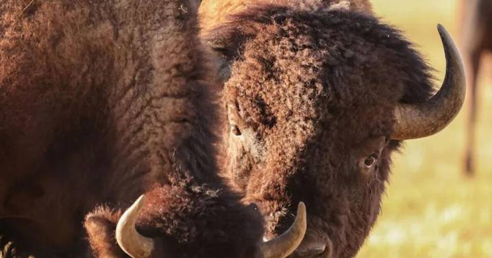 Battle of the behemoths: Wyoming’s bison kick off the rut
