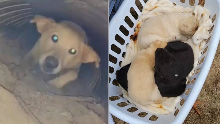 Georgia Dog Missing For A Year Returns With A Secret Surprise