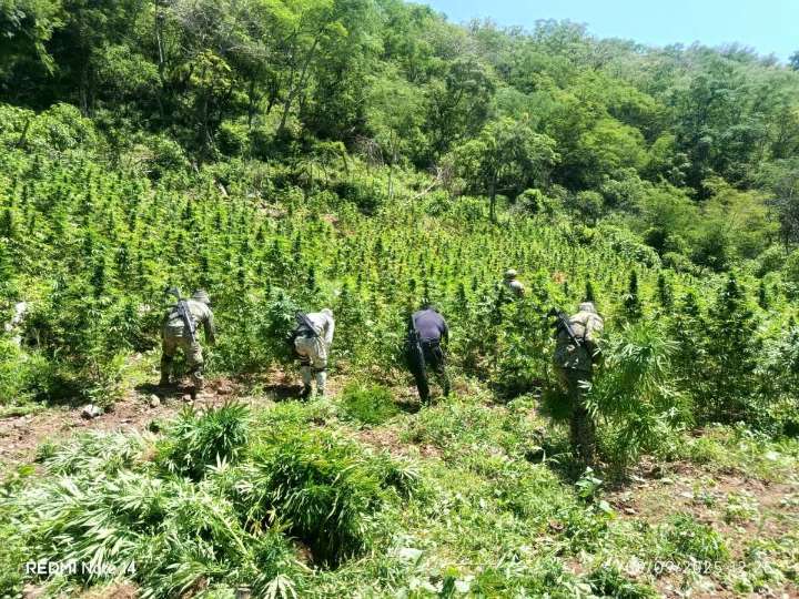 GUARDIA NACIONAL LOCALIZA Y DESTRUYE PLANTÍO DE MARIHUANA