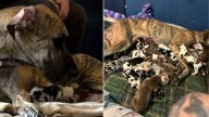 Great Dane From Virginia Stuns Everyone By Giving Birth To 21 Puppies In Just 27 Hours