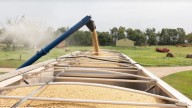 El desaire de China a la soya estadounidense es una crisis para los agricultores de EE. UU.