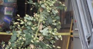 Harvesting hoppiness: How one Montana farm is keeping beer local