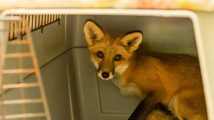Mange takes on Tennessee's red fox. How Walden's Puddle is fighting it