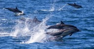 Asesinato de delfines para pesca ilegal de tiburón en Tamaulipas genera alarma entre ambientalistas
