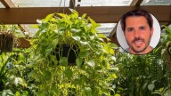Álvaro Pedrera, experto en plantas: “Multiplicá tu potus por 1000 con este truco”