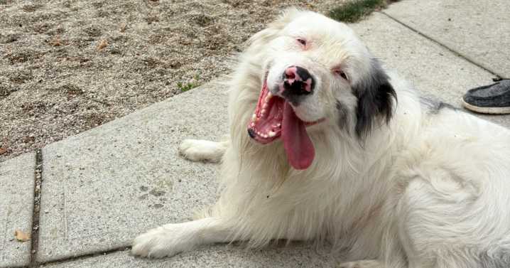 Friends of Falmouth Dogs - September 5, 2025