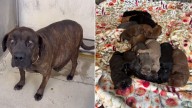 California Dog Mom Who Gave Birth To A Massive Litter Gets A Second Chance In A Foster Home