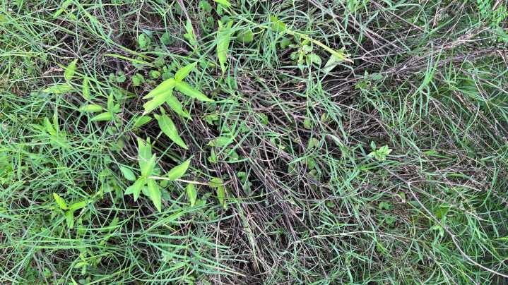 Here's What Really Happens If You Don't Pull Weeds This Fall