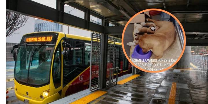 Hombre que estaría vendiendo cachorros en TransMilenio causó indignación: autoridades lo buscan