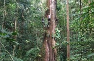 Los árboles de la Amazonia crecen más por el mayor nivel de CO2