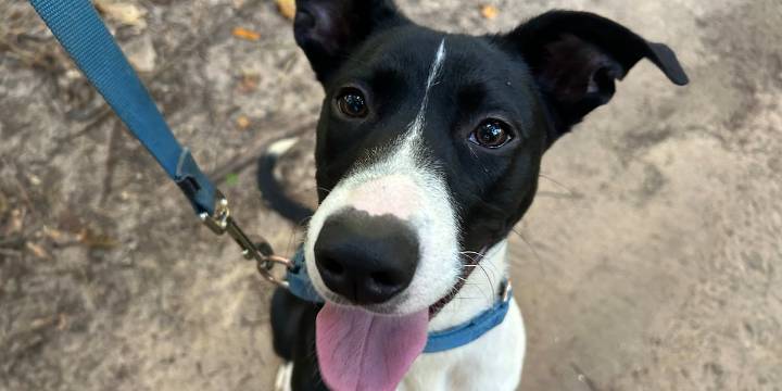 Furry Friday: Nothing but puppy smiles!