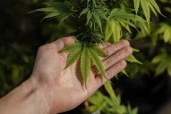 Cannabis y cáñamo industrial: la reglamentación que abrió debate y nuevas oportunidades en Mendoza