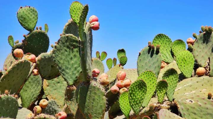 Nopal: el superalimento mexicano que combate el sobrepeso y fortalece la salud