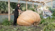 Casi pesa tanto como un coche: así es la calabaza más grande de Rusia