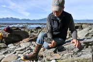 Albuquerque museum leader visits Alaska to study dinosaurs, some of which have ties to New Mexico