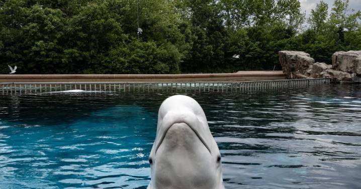 Ontario Premier Doug Ford calls Marineland 'terrible'