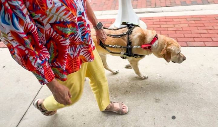 Fort Myers guide dog is up for national Hero Dog title
