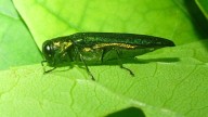 South Dakota Fight Against Emerald Ash Borer Worsens