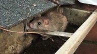 Here's why the rat population in Northern Nevada is booming