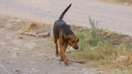 Policías arrollaron a un par de perritos, uno murió, ya se inició un proceso legal