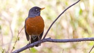 How some birds are adapting to climate change, how to help the ones that are not