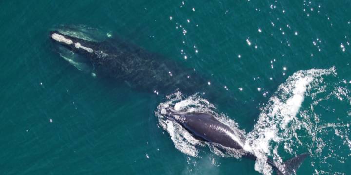 WTOC EXCLUSIVE: How AIS technology is protecting critically endangered North Atlantic Right Whales
