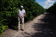 Texas A&M scientists solve major problems plaguing Valley citrus orchards