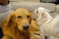 Golden Retriever Family Dog Introduced to New Puppy
