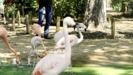A U.S. zoo joins Peru effort to save flamingos